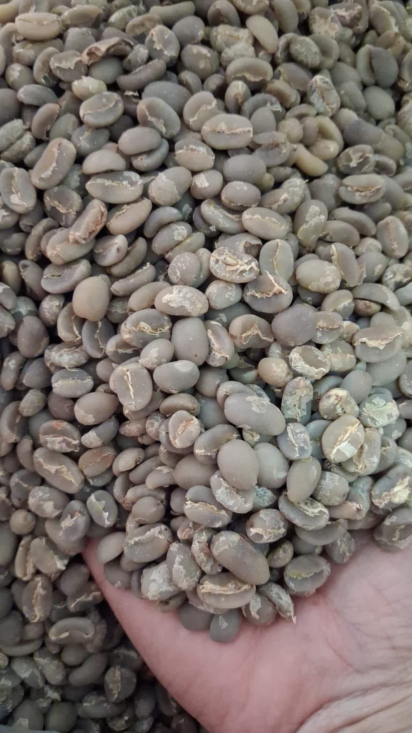 Arabica Wethull Toraja G1 product image