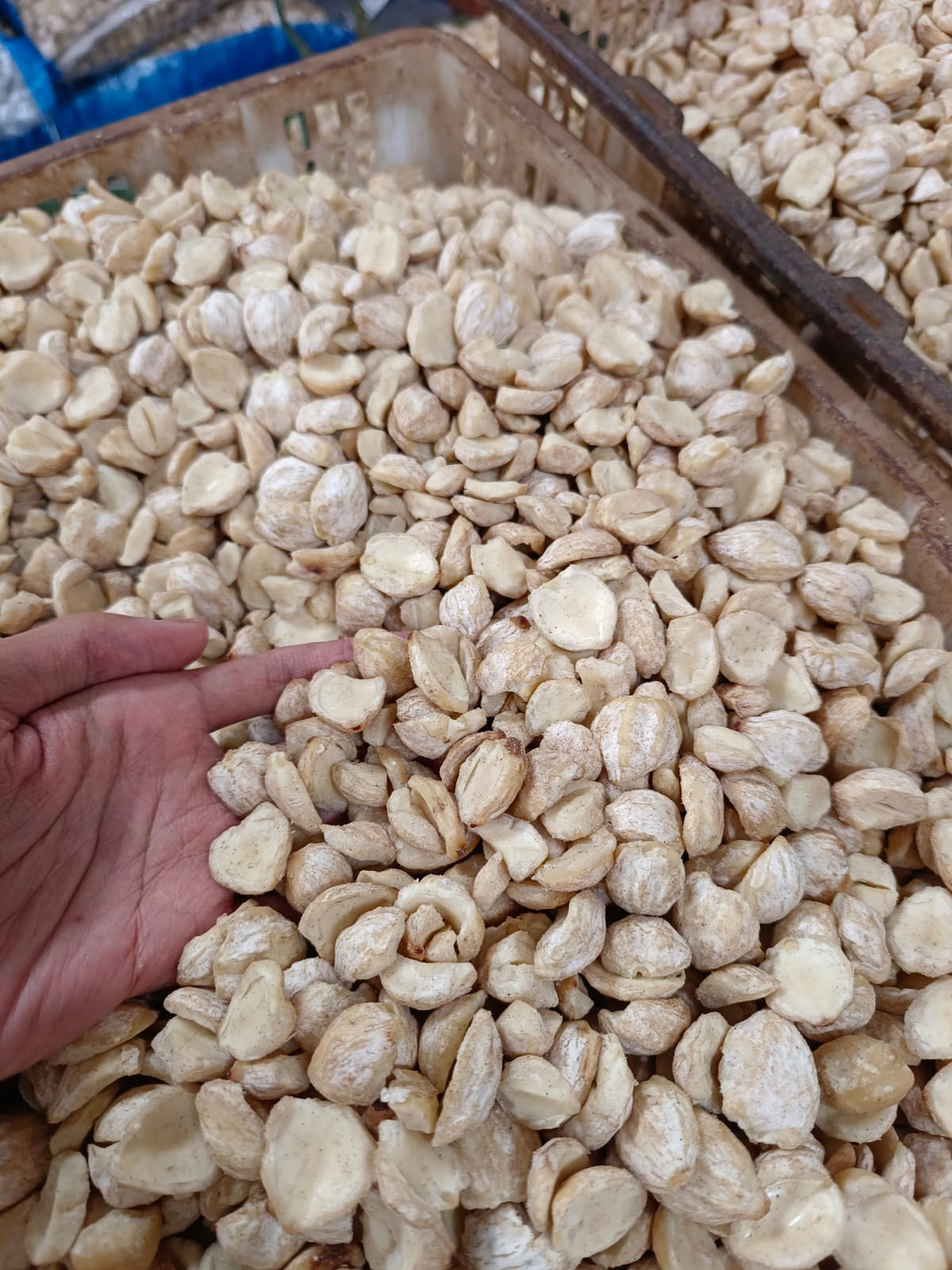 Broken Candlenut product image