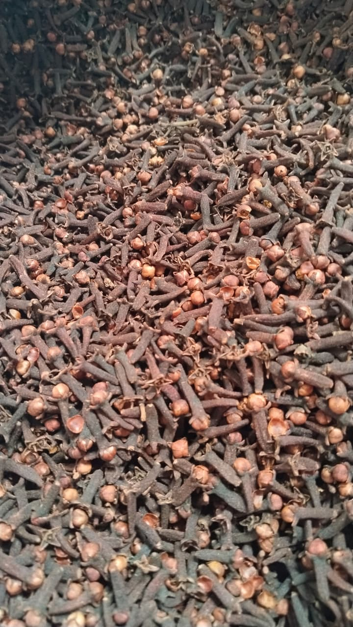 Forest Cloves product image