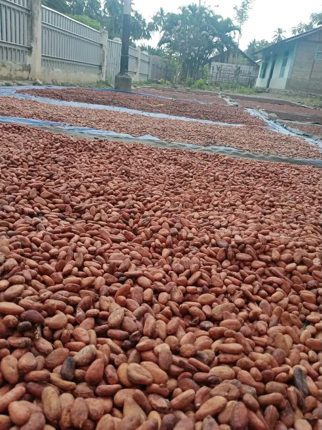 NTT Cocoa Beans product image