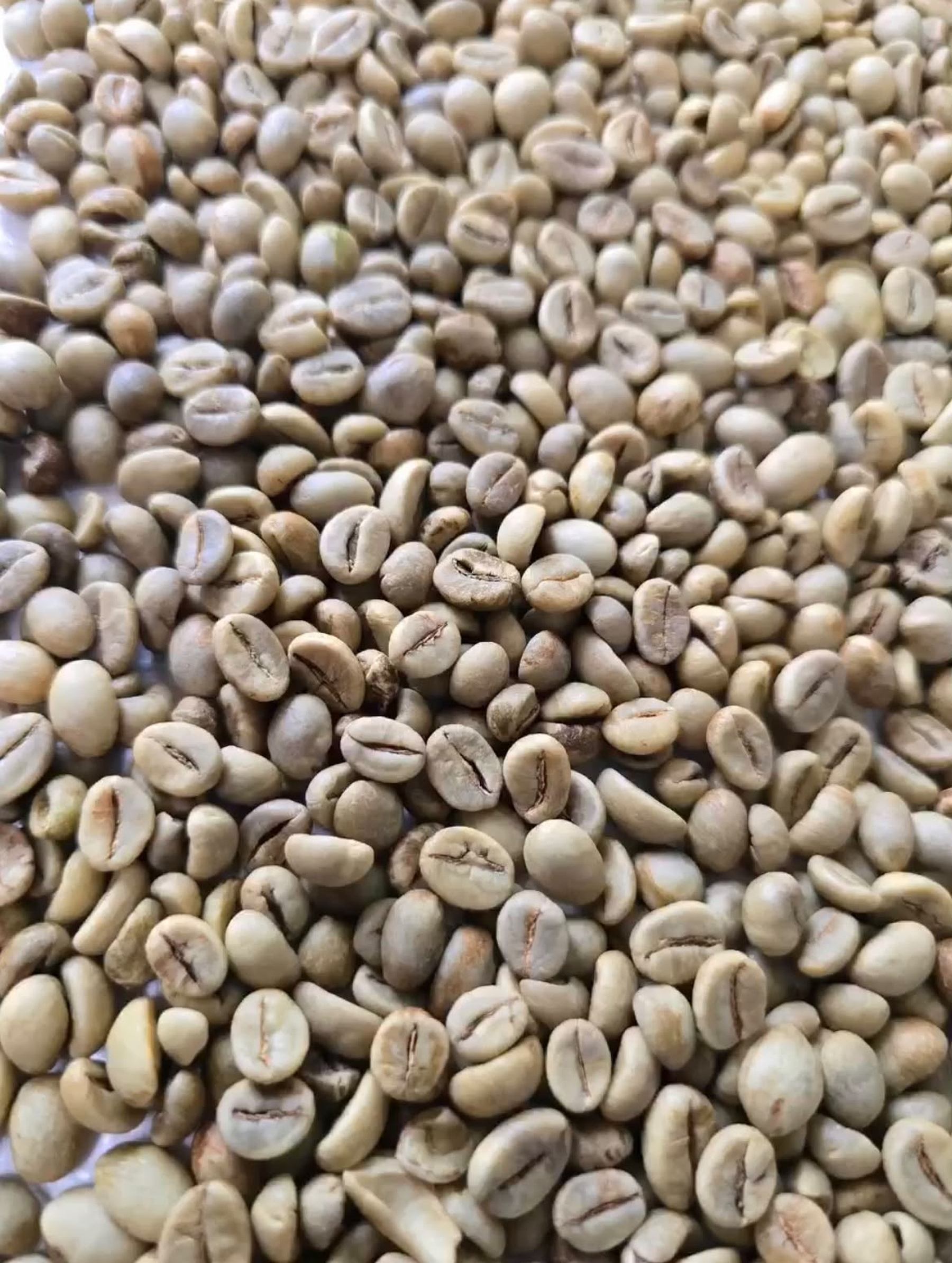 Robusta AP1 product image