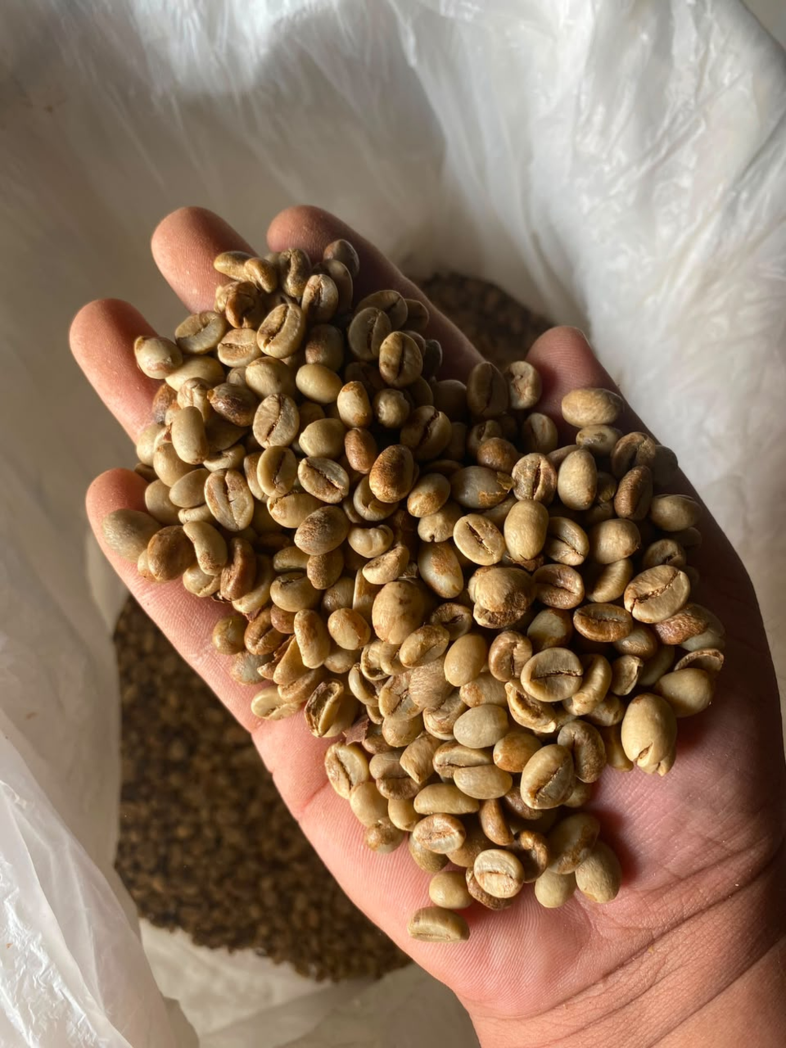 Robusta Temanggung Grade 1 product image