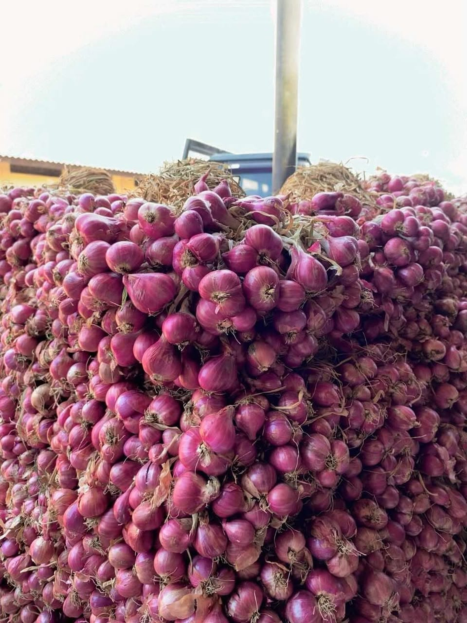 Shallots product image