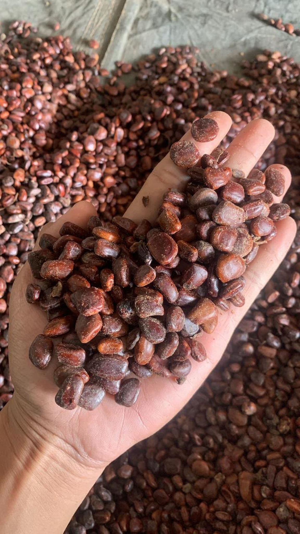 Tamarind Seeds product image